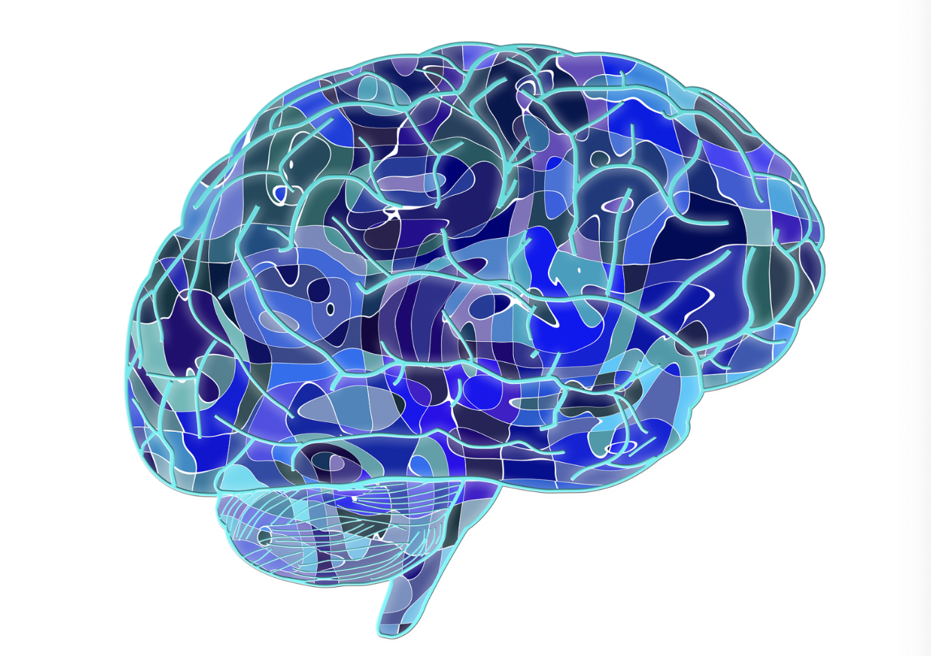 Brain 